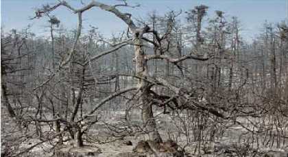 Abgebrannter Wald in Griechenland